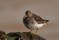 David Plant Photography - Wildlife Photography - Purple sandpiper - A